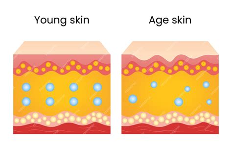 Differences between young and old skin | Premium Vector