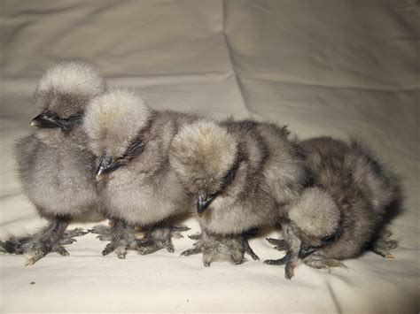Silkie Chickens For Sale Ebay at David Masterson blog