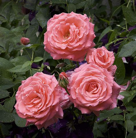 America Climbing Rose Bush - Bareroot - Walmart.com