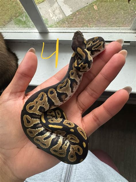 Image result for Ball Python Clutch