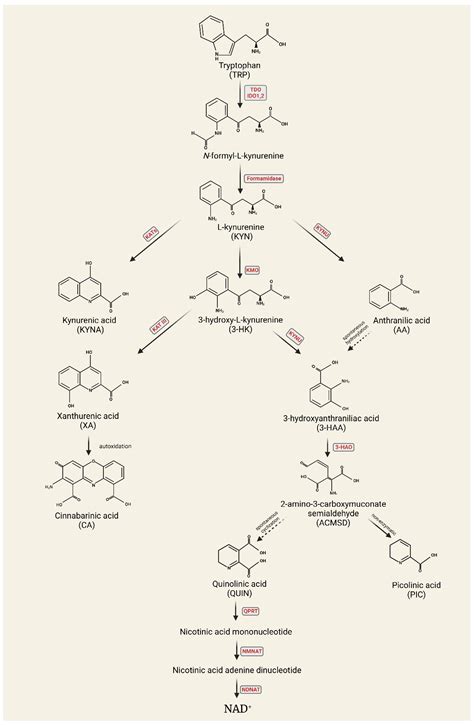Exploring the Tryptophan Metabolic Pathways in Migraine-Related Mechanisms