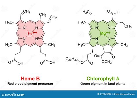 Chlorophyll Structure