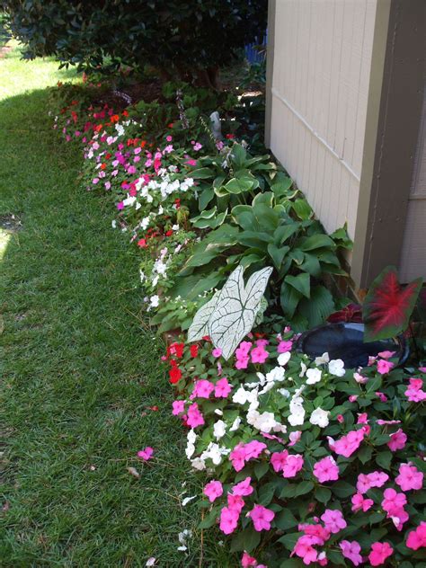 10+ Pictures Of Impatiens Flower Beds