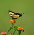 Image result for Spiritual Butterfly Art