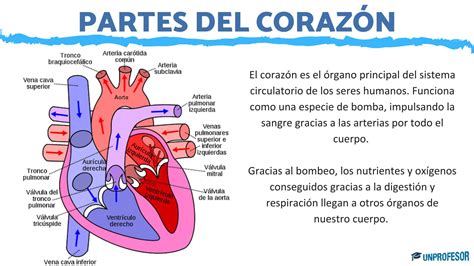 Los Organos Del Cuerpo Humano Y Sus Funciones