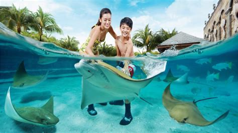 Ray Bay at Adventure Cove Waterpark in Singapore | Pelago