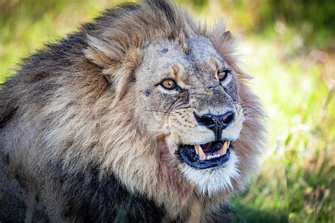 The Lion King 2019 Hyenas 的图像结果