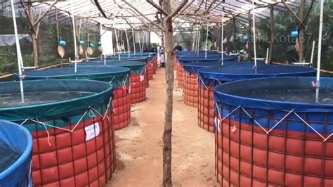 Image result for Catfish Farming Tips