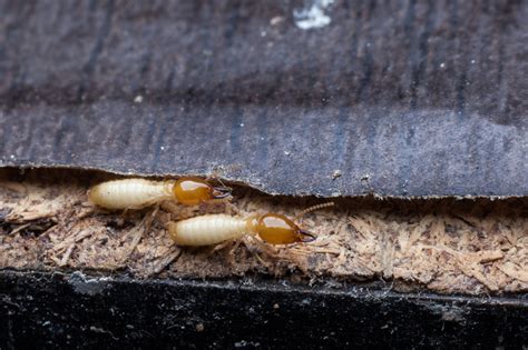 What Kills Wood Eating Bugs at Antoinette Roy blog