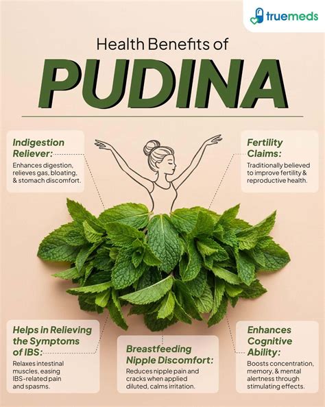Pudina Benefits in Ayurveda: Digestion, Cooling & Skin Health