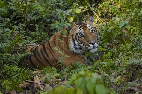 My Dashboard | Alpha Forum