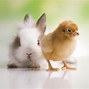 Image result for Bunny Chick