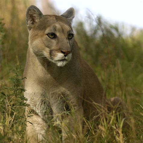Mountain Lion Confirmed in Indiana - Mountain Lion Foundation