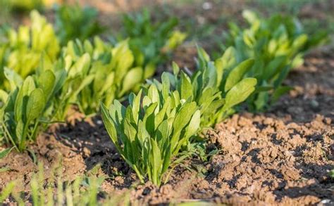 乡下种植菠菜出苗慢还不齐，什么原因造成的又该如何解决