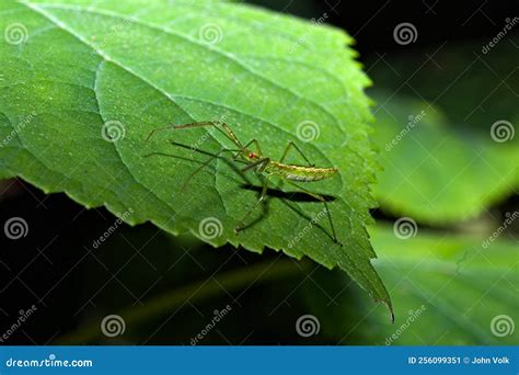 Pale Green Assassin Bug Zelus Luridus Stock Image - Image of luridus ...