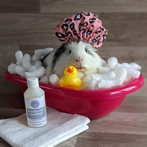 Guinea Pig Shampoo – Everything Guinea Pig