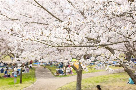What does "Sakura" mean to the Japanese? A deep look at the ...