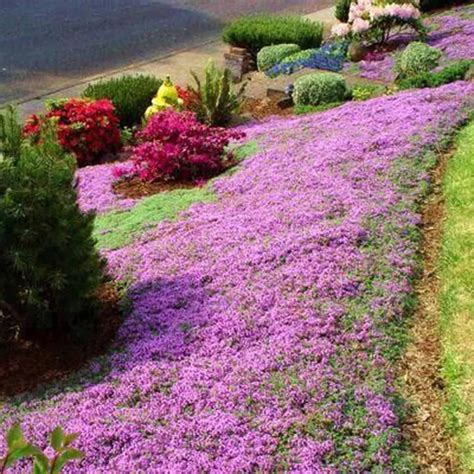 Red Carpet Creeping Thyme Ground Cover - 5000 Plant Seeds Perennial ...