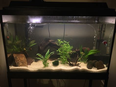 Scaping and Stocking Ideas for a 29 Gallon? : Aquariums