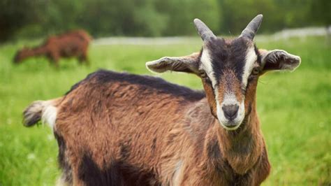 Image result for Goat Cheese Making Process