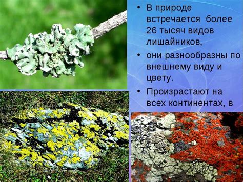 Лишайники накипные: описание, строение, значение в природе. виды лишайников