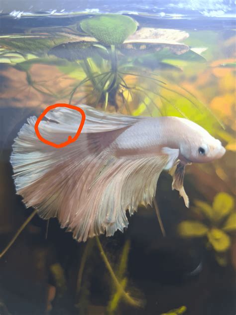 Betta having fin rot? Advice needed (more infos in the comments) : r ...