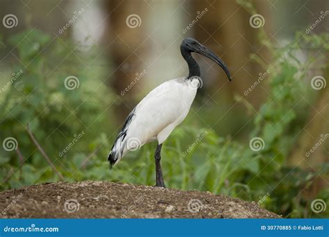 African Sacred Ibis stock image. Image of naivasha, lake - 30770885