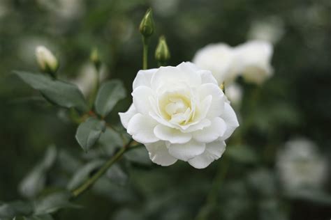 30 Stunning White Flowers to Plant in Your Garden