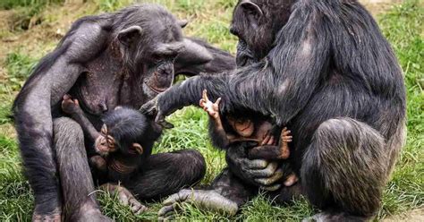 Primate Behavior 的图像结果