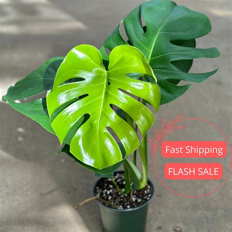 Large Monstera Deliciosa Plant | Gorgeous Monstera Swiss Cheese Plant ...