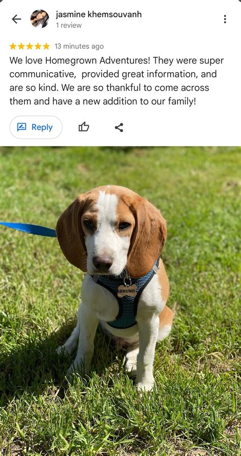 Homegrown Beagles - Homegrown Adventures