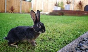 Image result for Rex Rabbits