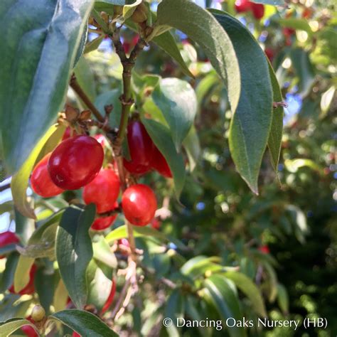 Cornus mas, Cornelian Cherry Dogwood – Dancing Oaks Nursery and Gardens