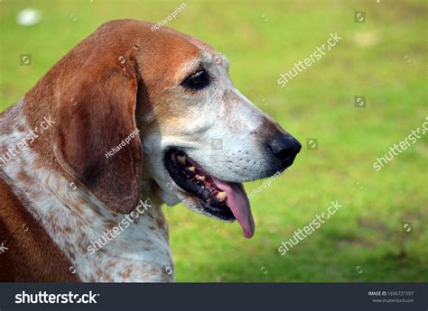 American English Coonhound Mix