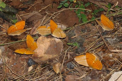 Cirrochroa aoris aoris | Butterfly