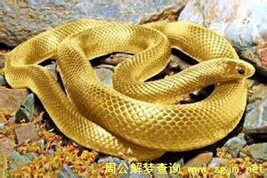 梦见金蛇 金色的蛇 金黄色蛇是什么意思_周公解梦