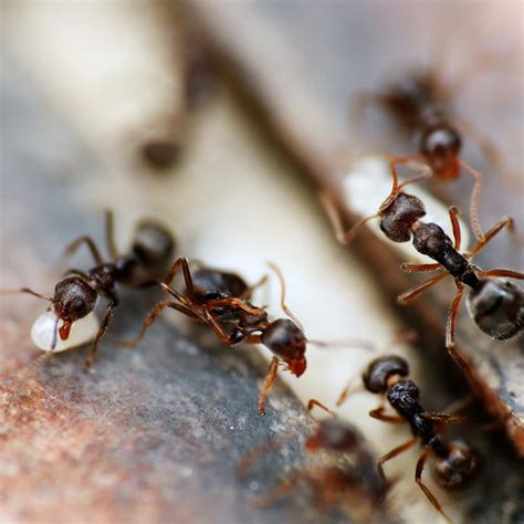 Ant Spotlight: Little Black Ants · ExtermPRO