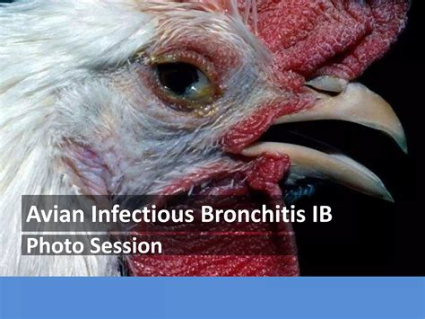 Avian Infectious Bronchitis - Photo Session | PPTX
