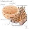 Endoplasmic reticulum class 9 - Brainly.in