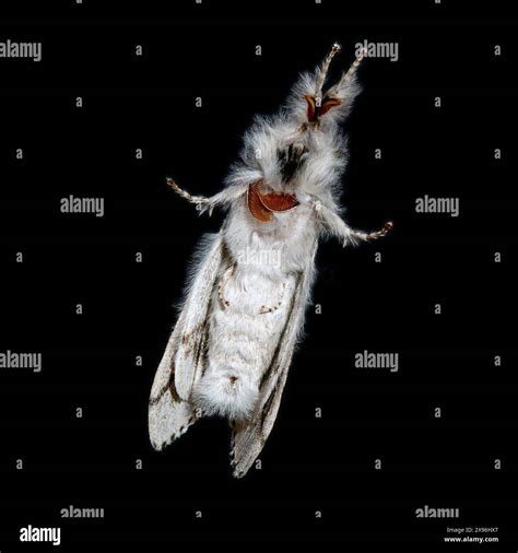 Closeup of underside of Pale Tussock Moth (Calliteara pudibunda) with ...