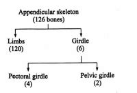 Recognise the figure and find out the number of bones in given parts of ...
