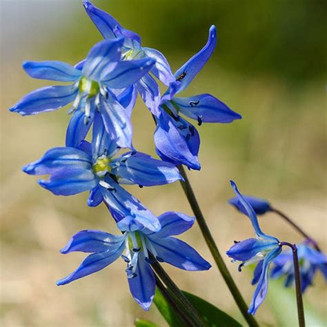 Buy Blue Flower Bulbs online from Nurserylive at lowest price.
