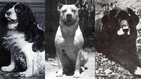 Extinct Dogs 的图像结果
