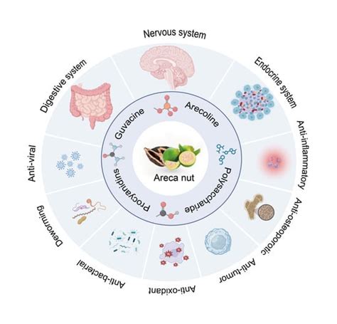 Bioactive Components of Areca Nut: An Overview of Their Positive ...
