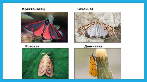 Насекомые Крыма