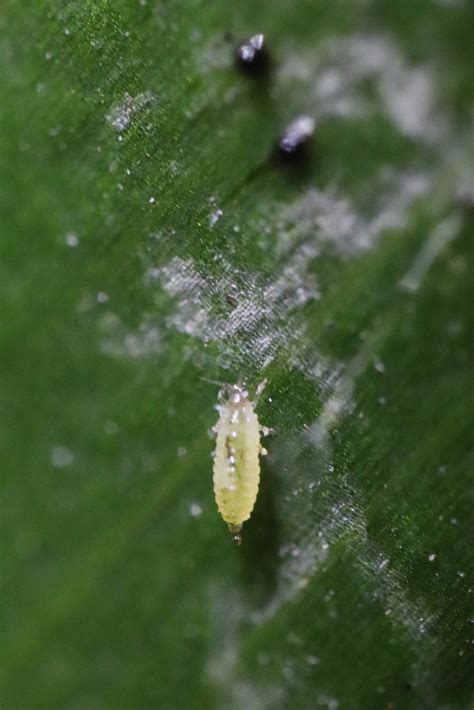 Thrips on Houseplants: A Gallery - House Plant Journal