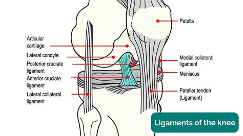 Knee Joint Cartilage Anatomy at Gary Delariva blog