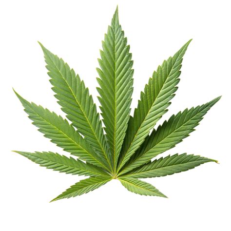 Green Cannabis Leaf on Transparent Background 48332363 PNG