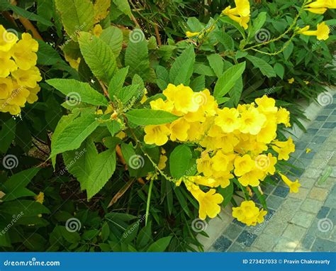 Tecoma Stans a Species of Flowering Shrub in the Trumpet Vine Family ...