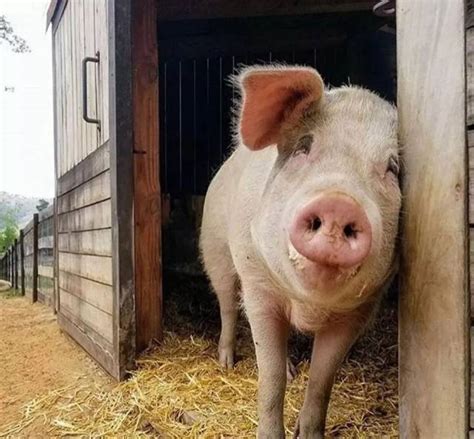 母猪和（或）仔猪日粮中添加甘露寡糖可以改善仔猪免疫力，调节肠道菌群